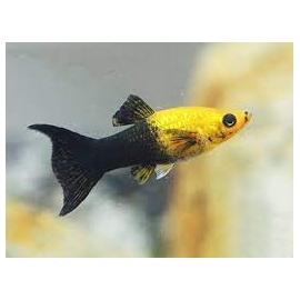 MOLINESIA GOLDEN BLACK PQ