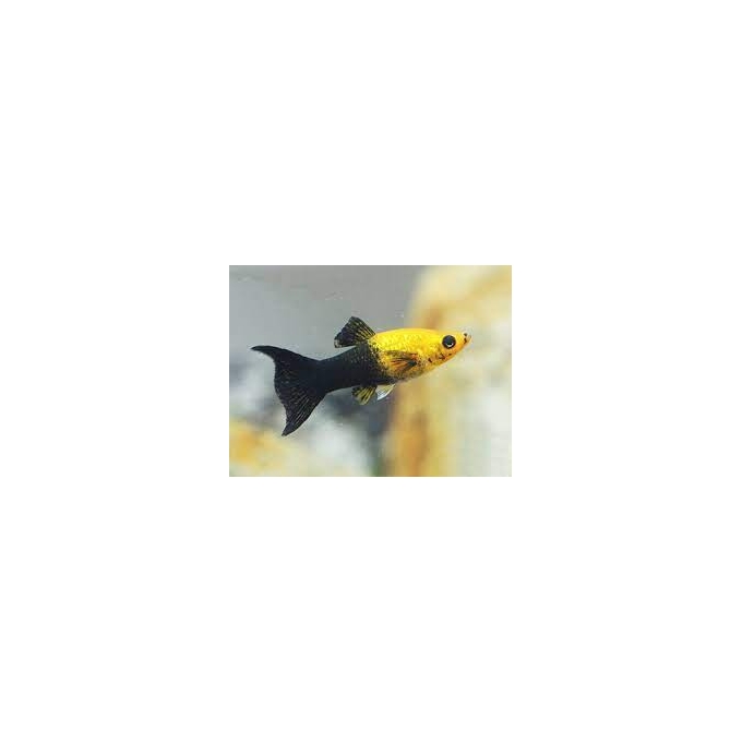 MOLINESIA GOLDEN BLACK PQ