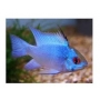 RAMIREZI ELETRIC BLUE VEU