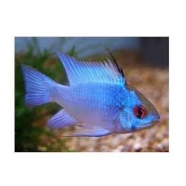RAMIREZI ELETRIC BLUE VEU