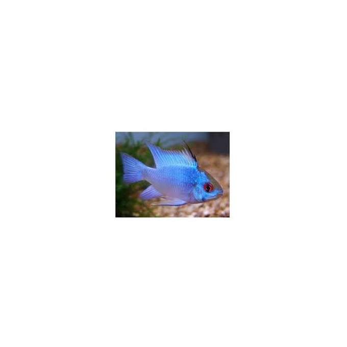 RAMIREZI ELETRIC BLUE VEU