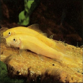 Comedor algas flying fox gr