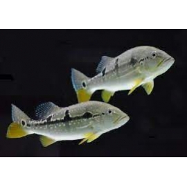 tucunare pinima 10/12cm