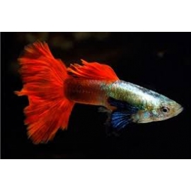 LEBISTE RED SPANISH BIG EAR CASAL