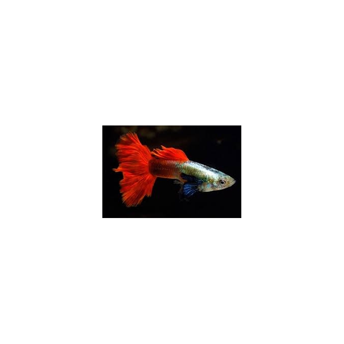 LEBISTE RED SPANISH BIG EAR CASAL