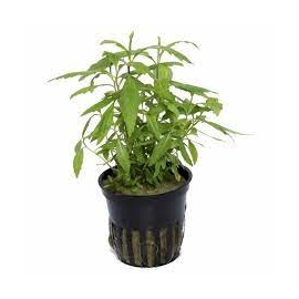 planta n penthorum sedoides tk