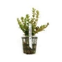 planta n rotala bsd tk