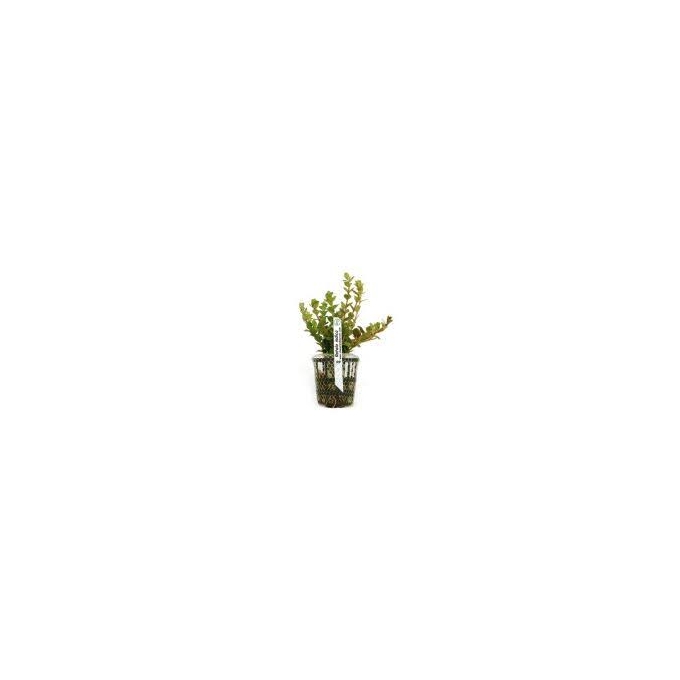 planta n rotala bsd tk