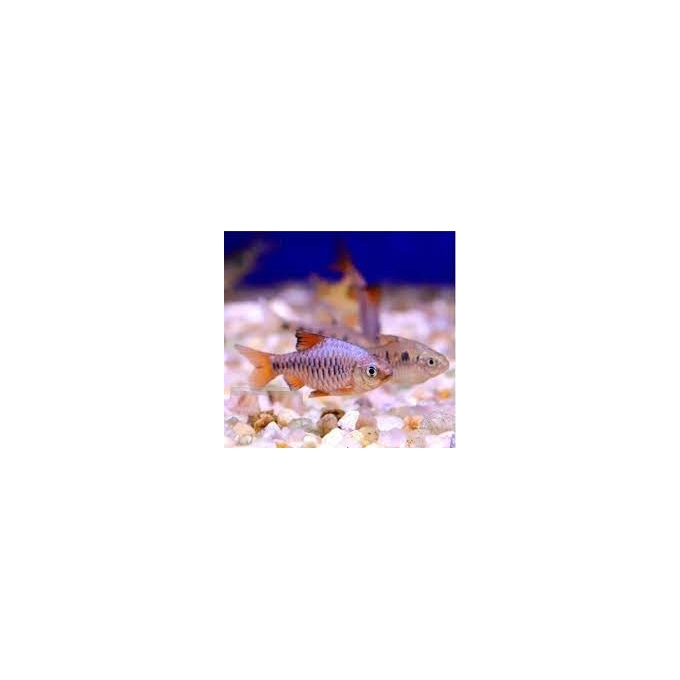 barbus oligoleps gr