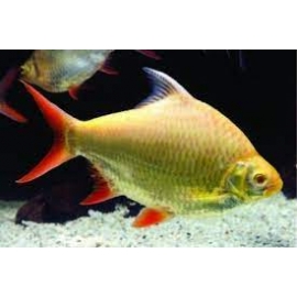 barbus tinfoil albino