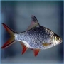 barbus tinfoil red tail