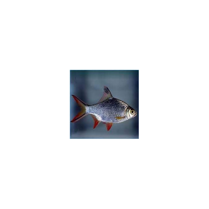 barbus tinfoil red tail