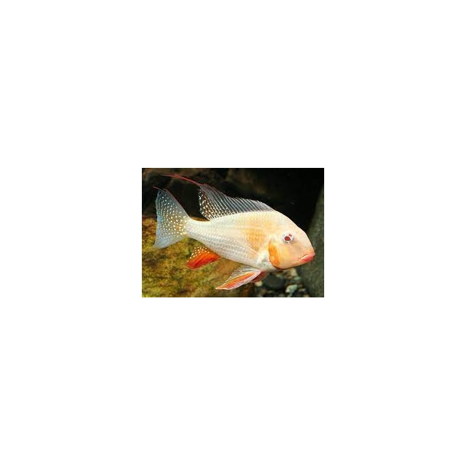 geophagus heckelii albina pq