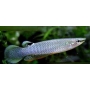 killifish blue panchax casal