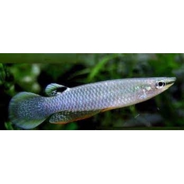 killifish blue panchax casal