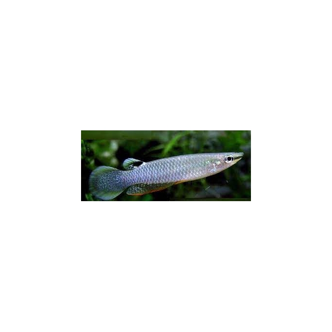 killifish blue panchax casal