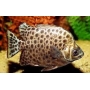 scatophagus green