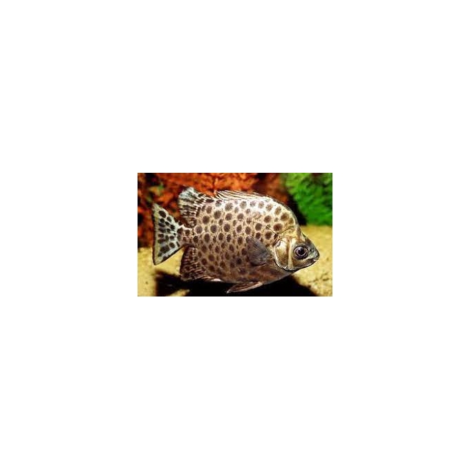 scatophagus green
