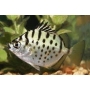 scatophagus silver