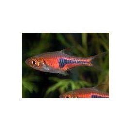rasbora hengli