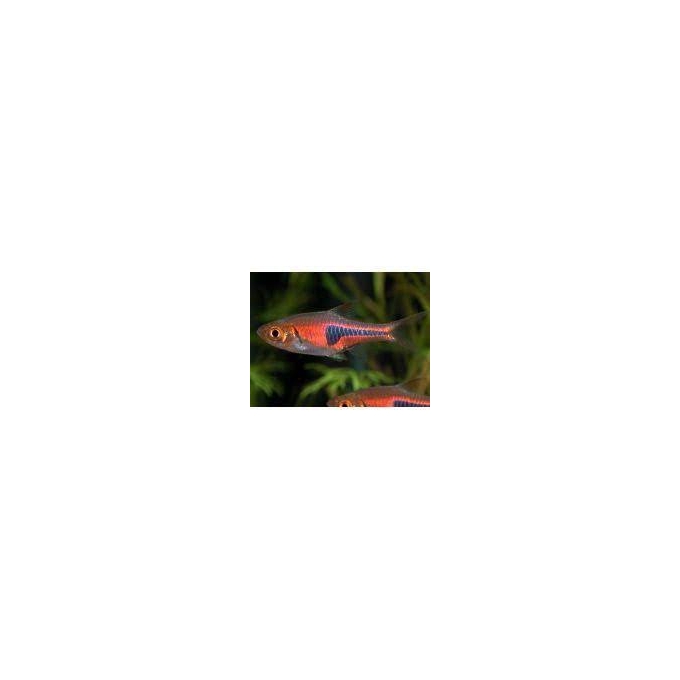 rasbora hengli