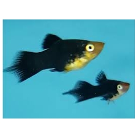 plati negro seta