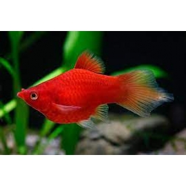 plati red coral seta