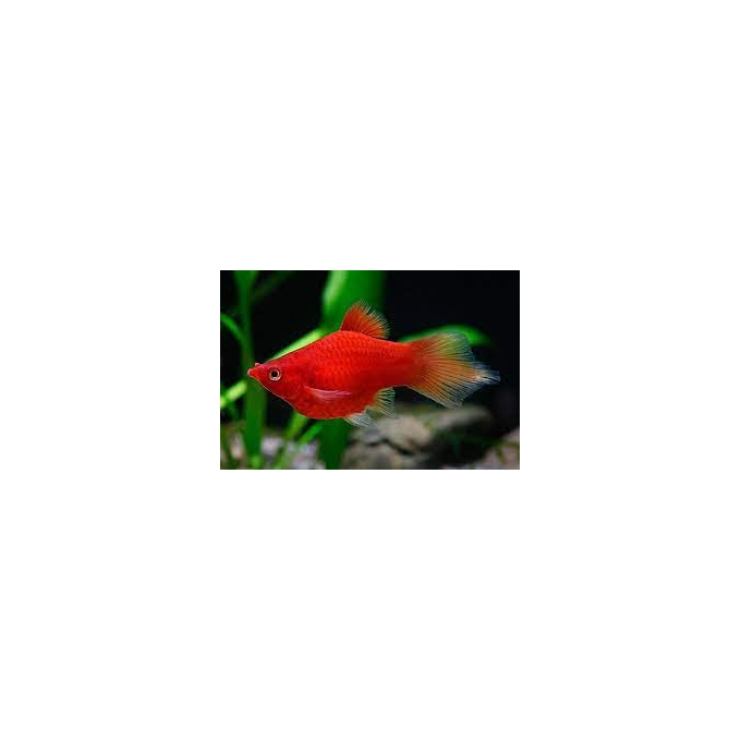 plati red coral seta