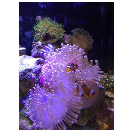 anemona ritteri ponta yellow