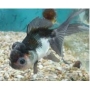 kinguio oranda panda pq