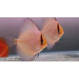 acara disco ghost md