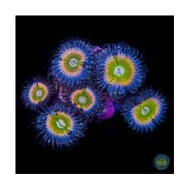 coral palitoa rainbown green pq