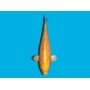 carpa ogon 24cm