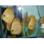 acara disco yellow pigeon mtz