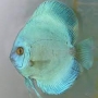 acara disco cobalto blue mtz
