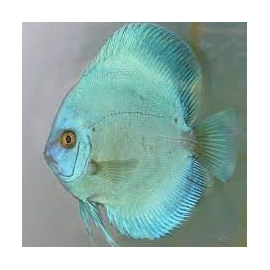 acara disco cobalto blue gr