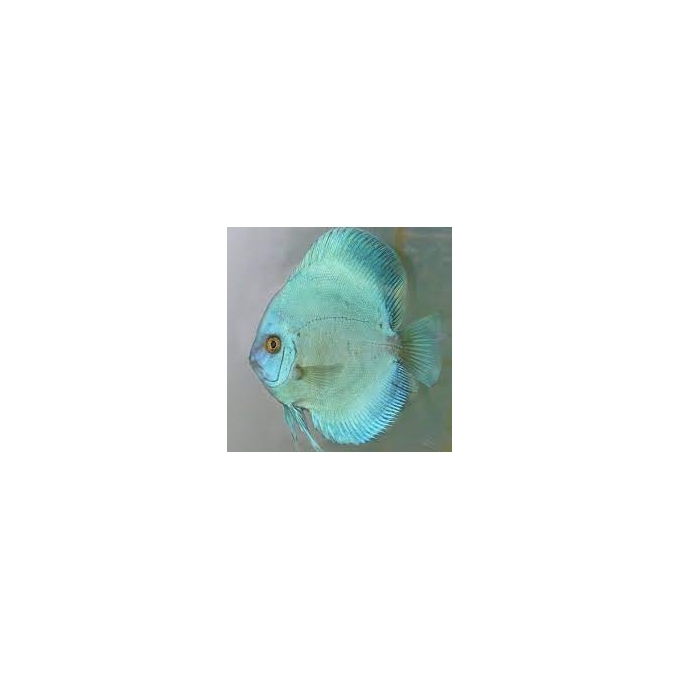 acara disco cobalto blue mtz