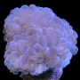 CORAL BUBBLE ROSE PQ