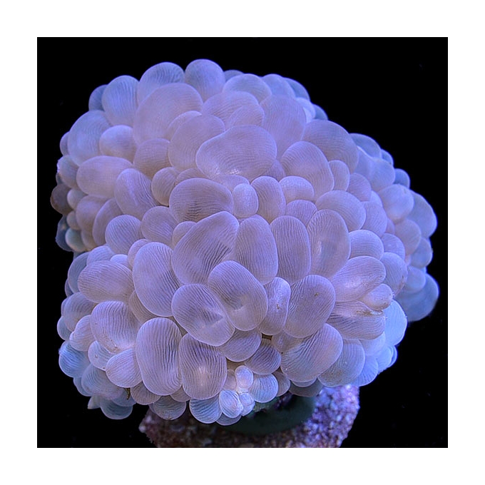 CORAL BUBBLE ROSE PQ