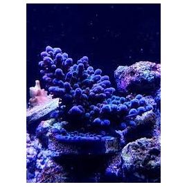 coral acropora oregon blue md