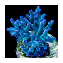 coral acropora echinata green md