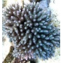 coral acropora guava gr