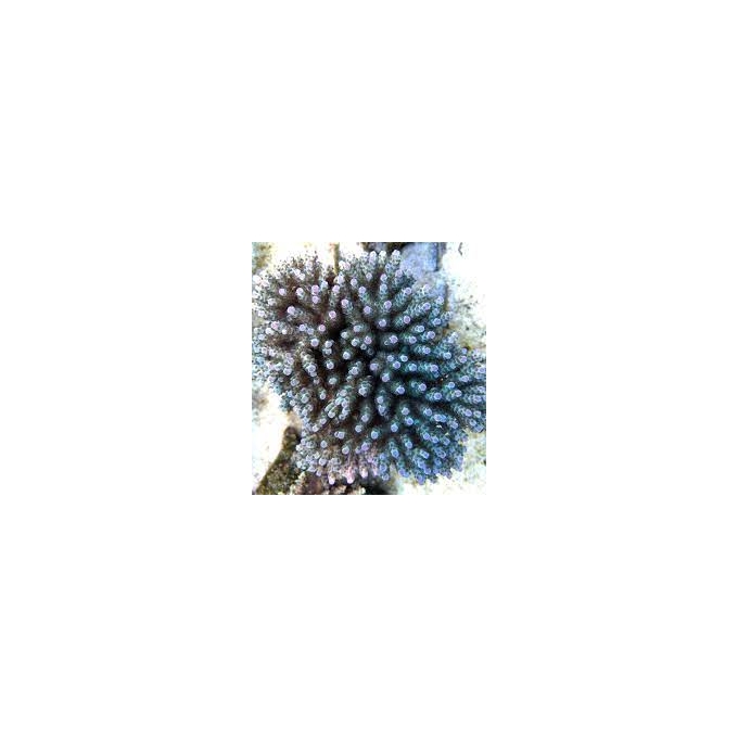 coral acropora guava gr