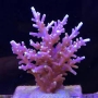 coral acropora red ferrari gr