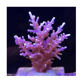 coral acropora red ferrari gr