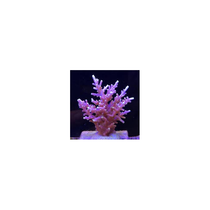 coral acropora red ferrari gr
