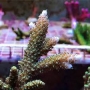 coral acropora robusta green gr