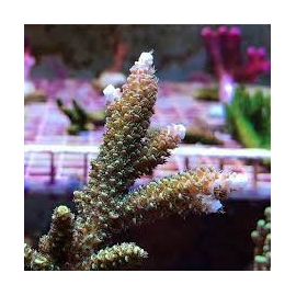 coral acropora robusta green gr