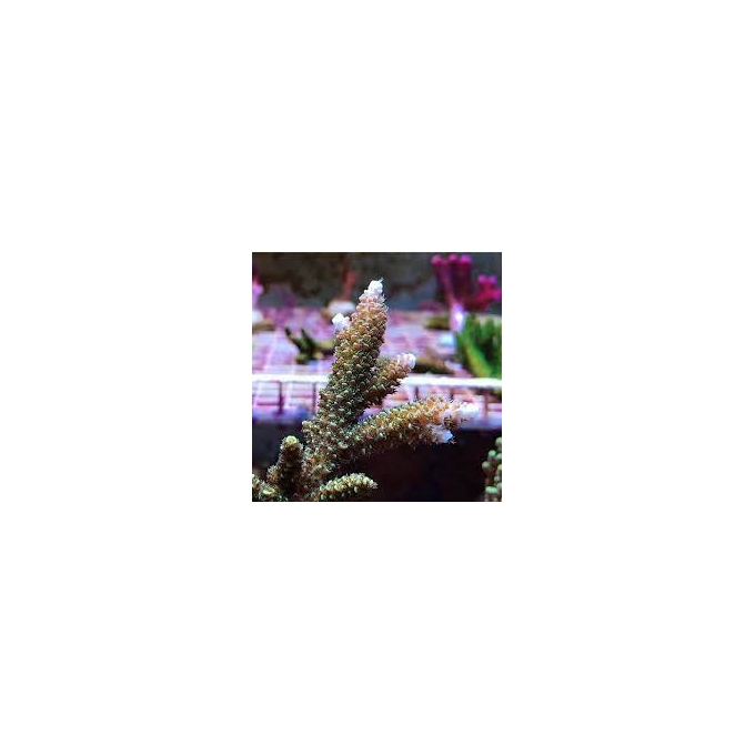 coral acropora robusta green gr