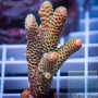 coral acropora sphatulata golden pq